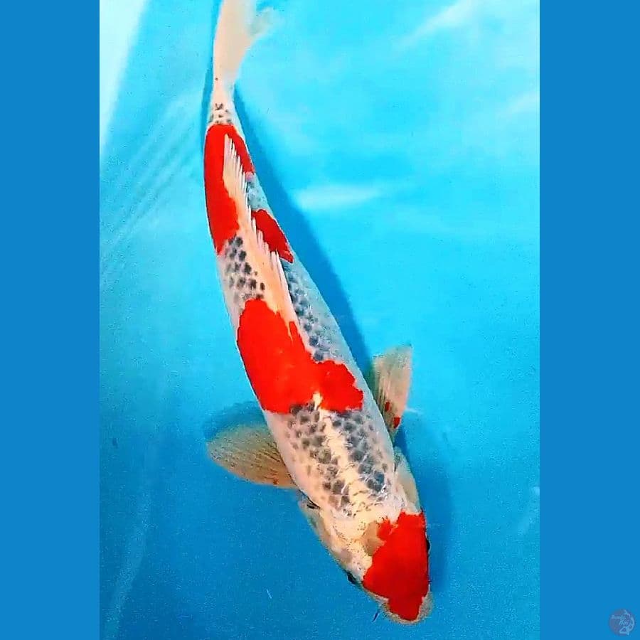 Goshiki red strong male 40 bu/39 cm
