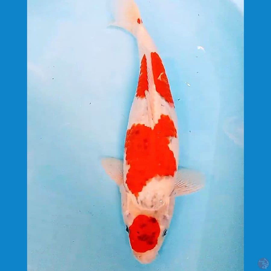 Maruten aigoromo red strong 40 cm