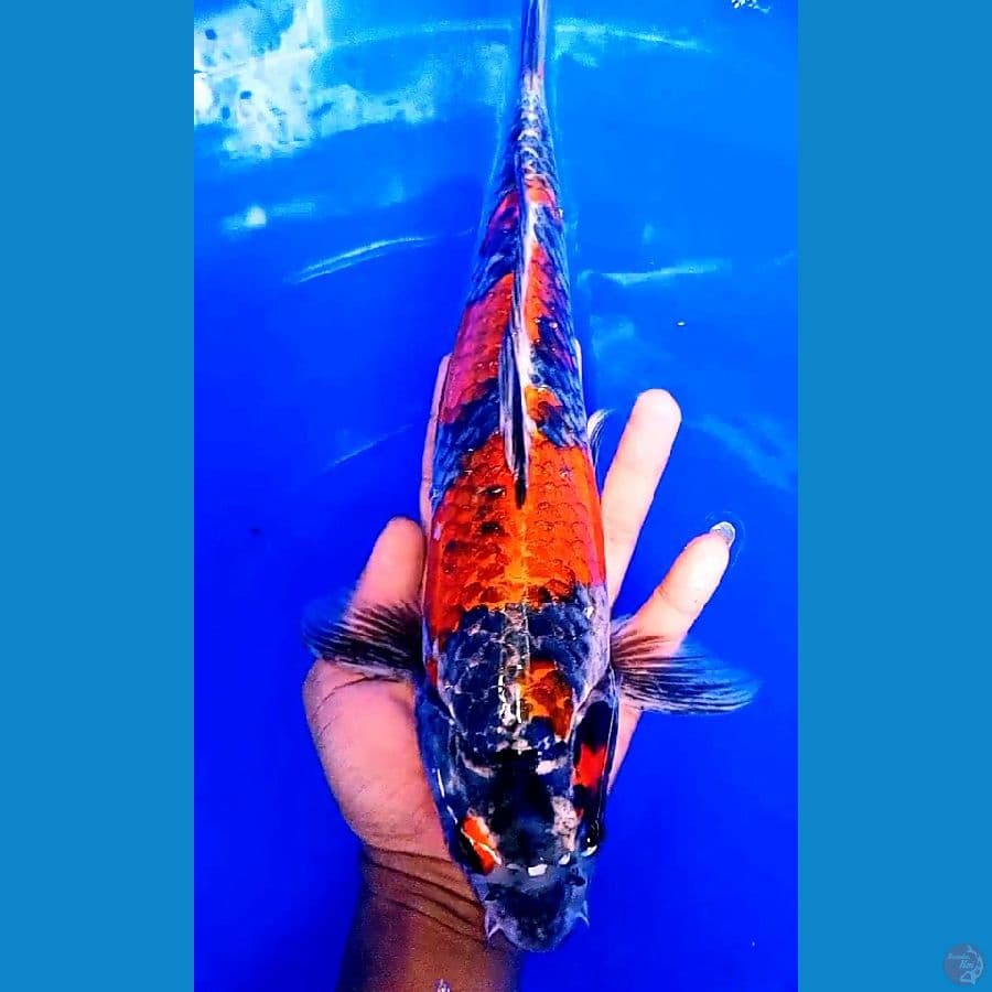Kogane ochiba male 36 cm