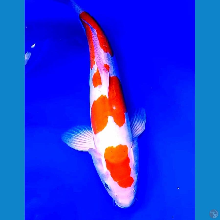 Doitsu murni kohaku male 40 cm