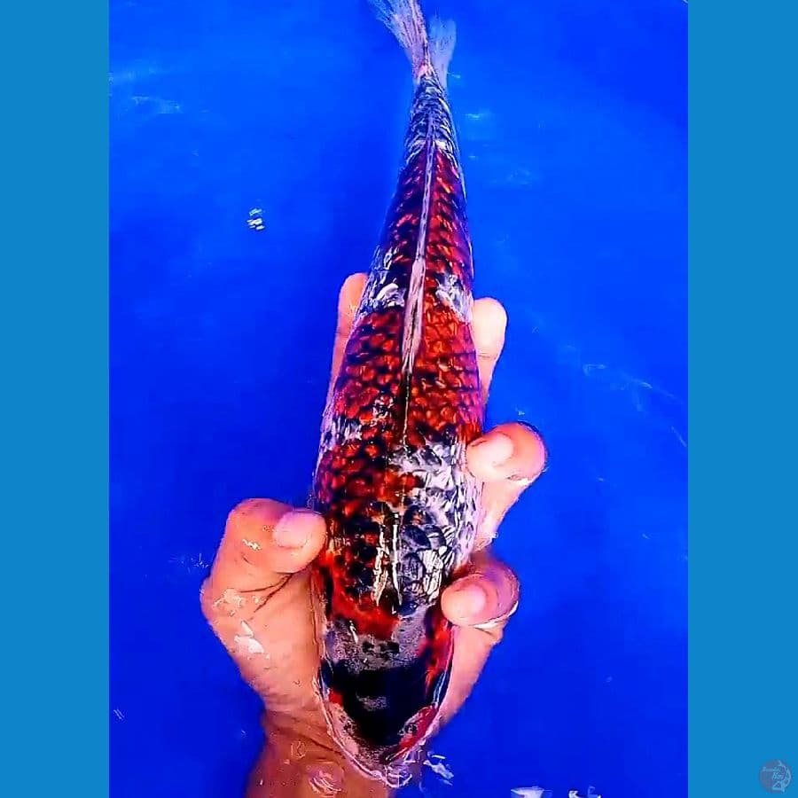 iKan langka budho ginrin male 34 cm