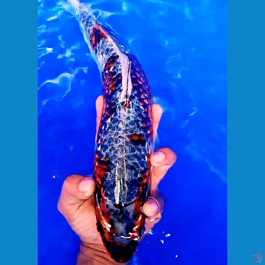 budho goromo ginrin male 39 cm