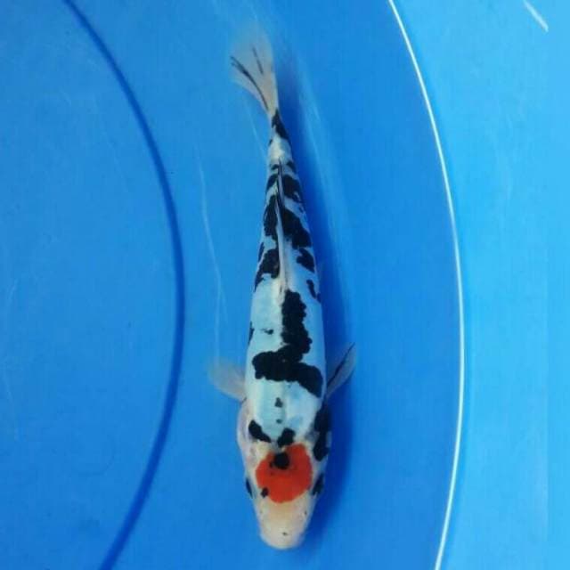 TANCHO SANKE DOITSU ORISINAL 