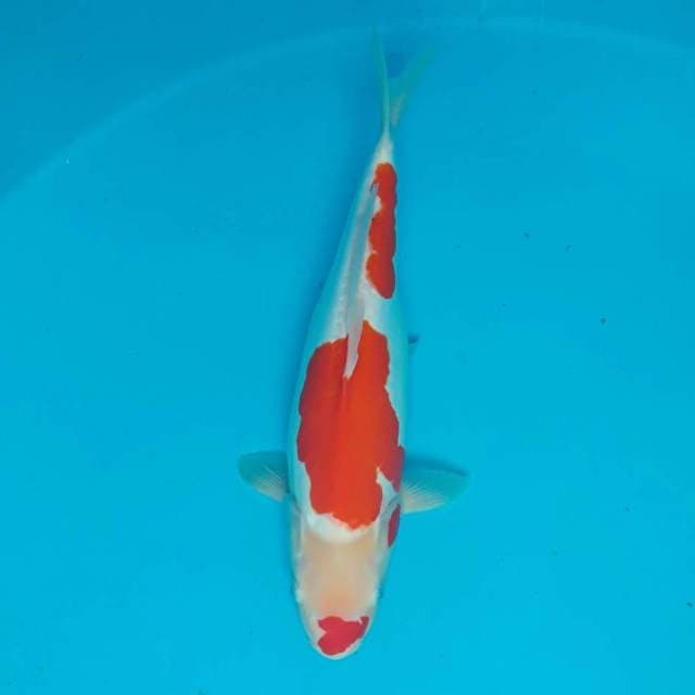 Kohaku doitsu 40 cm