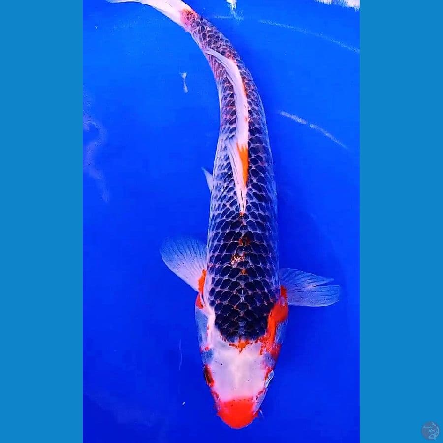 konjo asagi jumbo 50 bu/49 cm