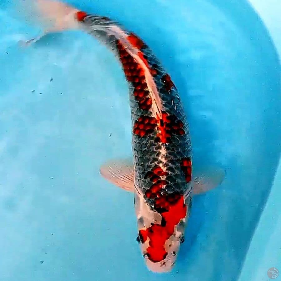 kuroo goshiki 43 cm
