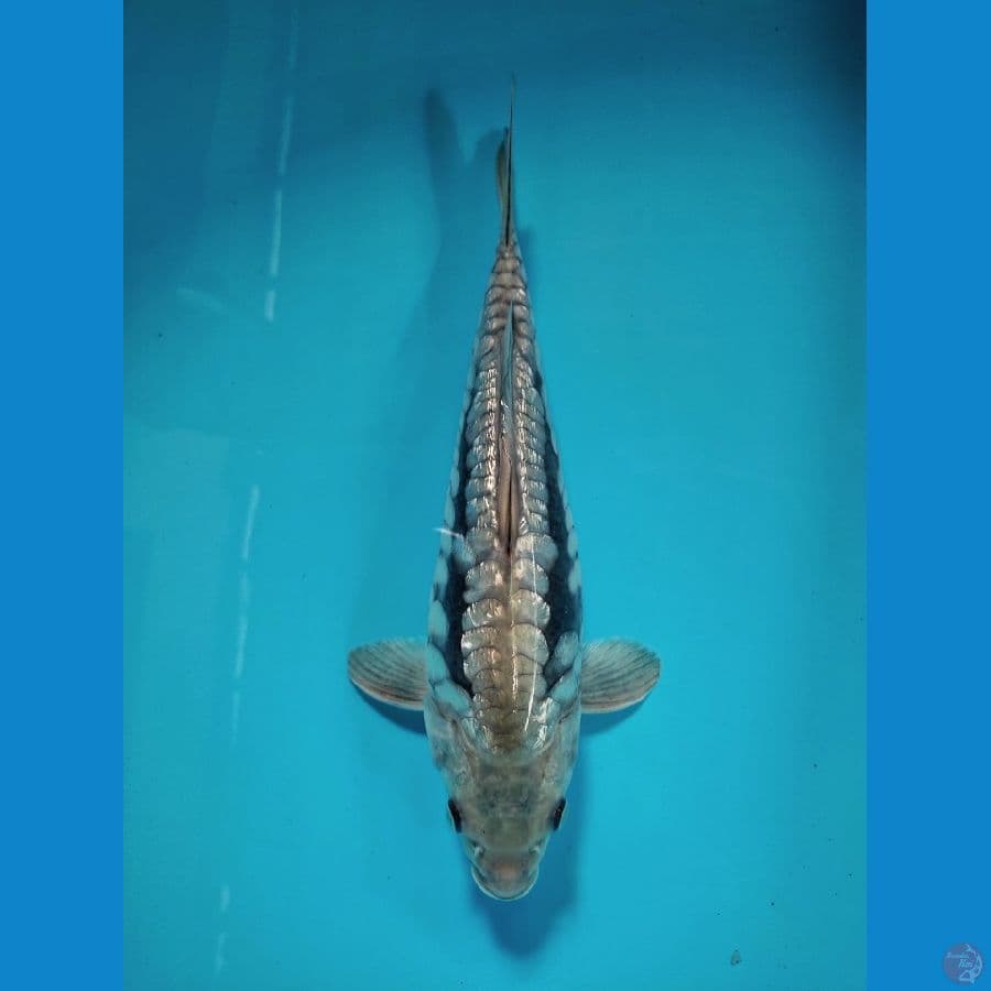 Super Quality Show soragoi aragoke 27cm