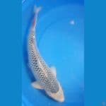 asagi sq  male 43cm  