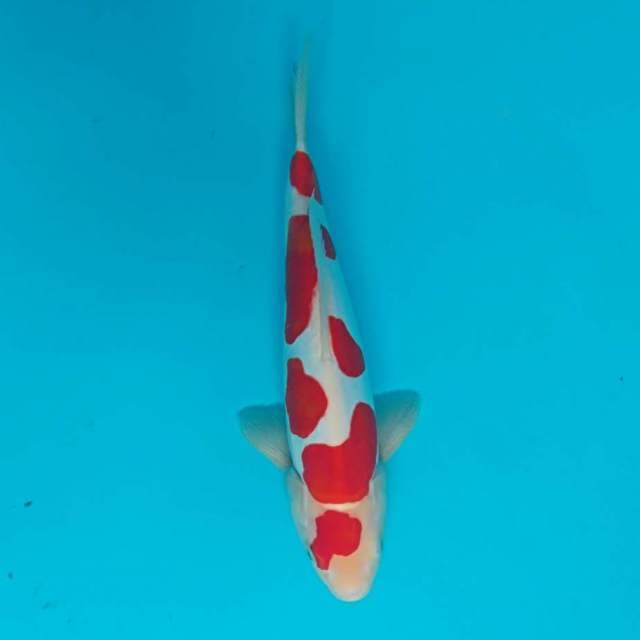 Kohaku doitsu