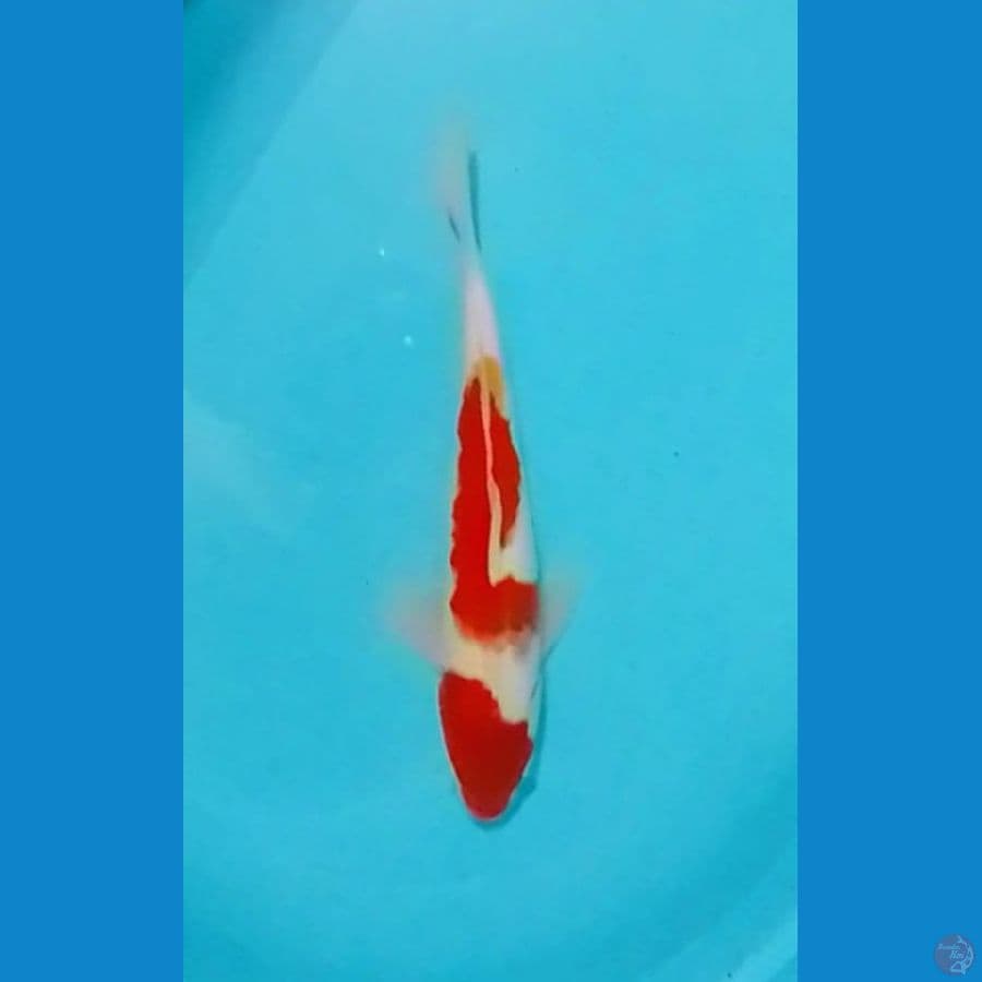 Kohaku 35cm (F)