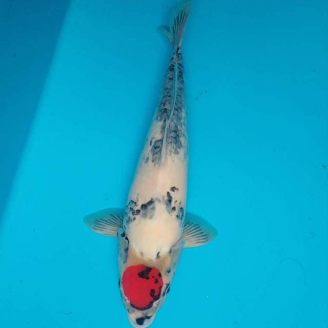 Tancho Showa 42 cm