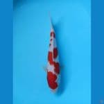 kohaku