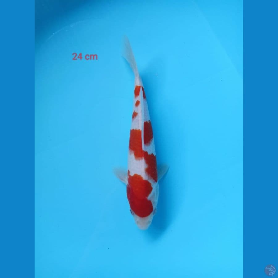kohaku