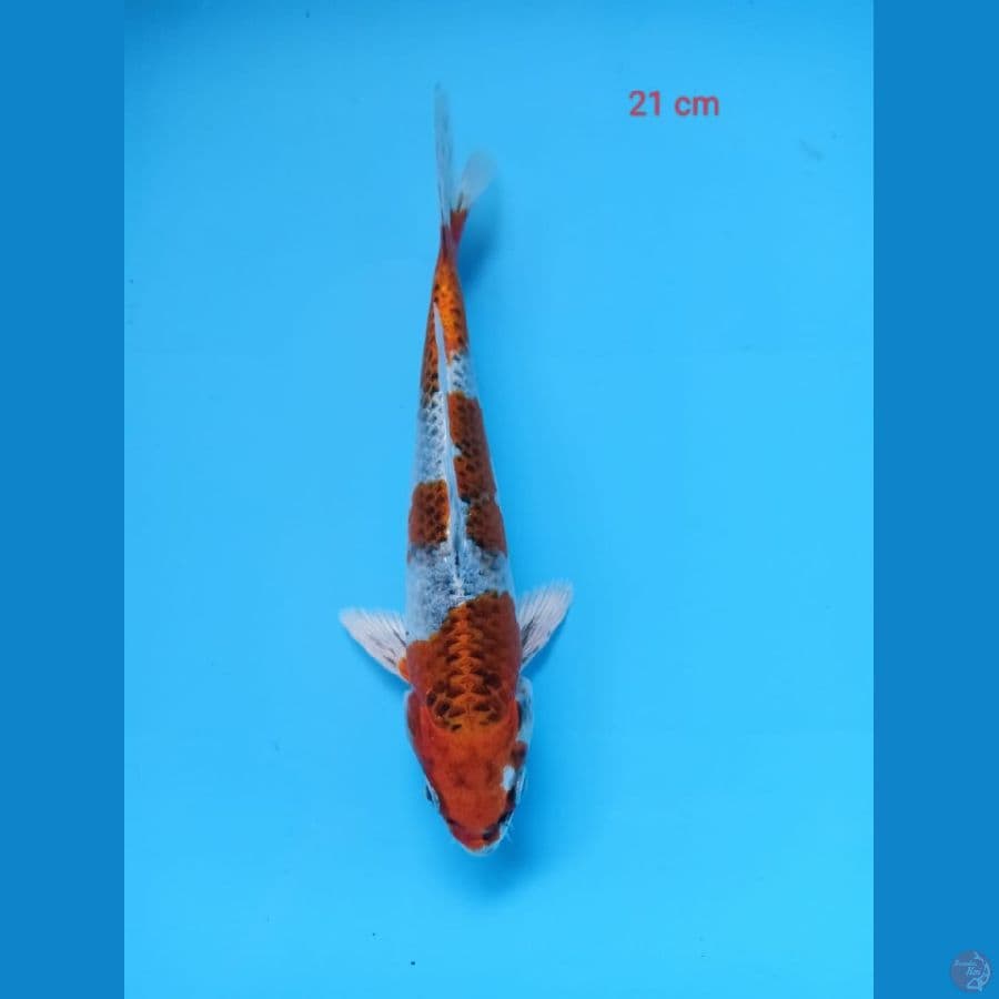 kojaaku