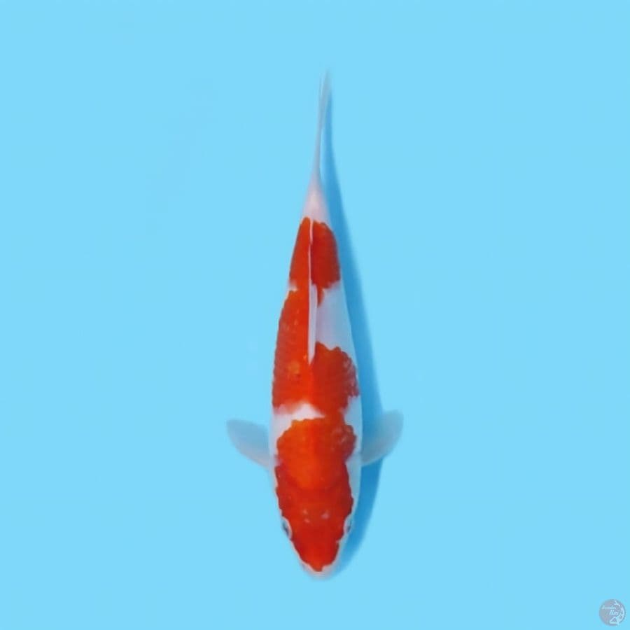 KOHAKU HQ 25 CM - FEEMALE 