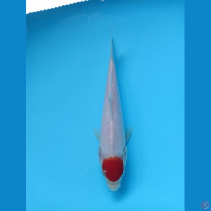 Tc kohaku
