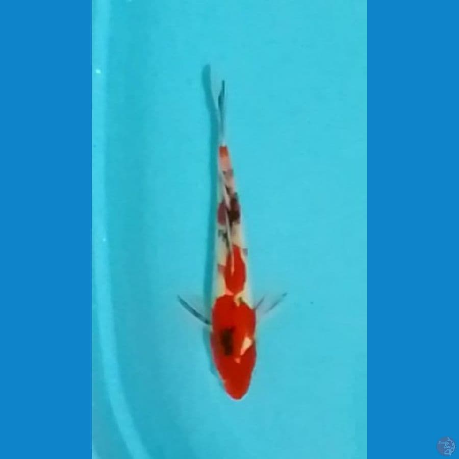 Sanke 30cm 