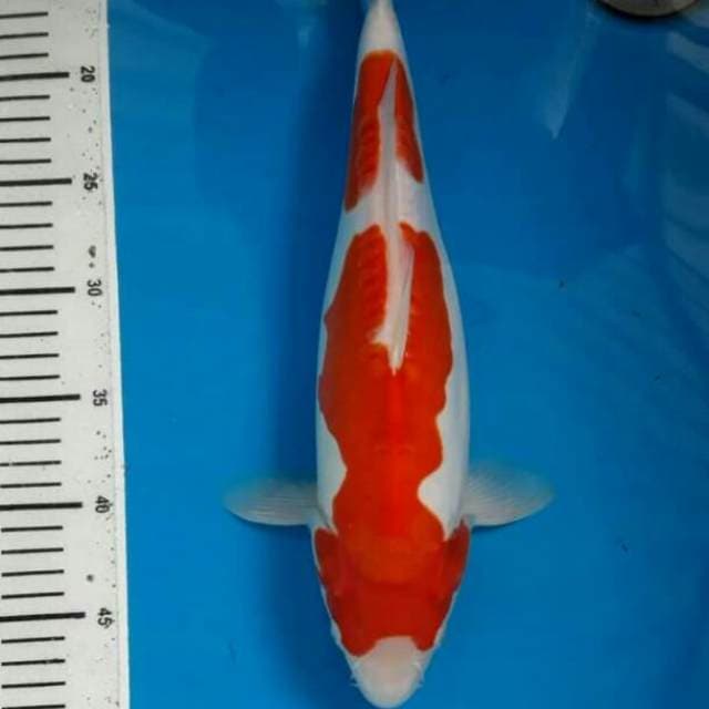 Original doitsu 39 cm