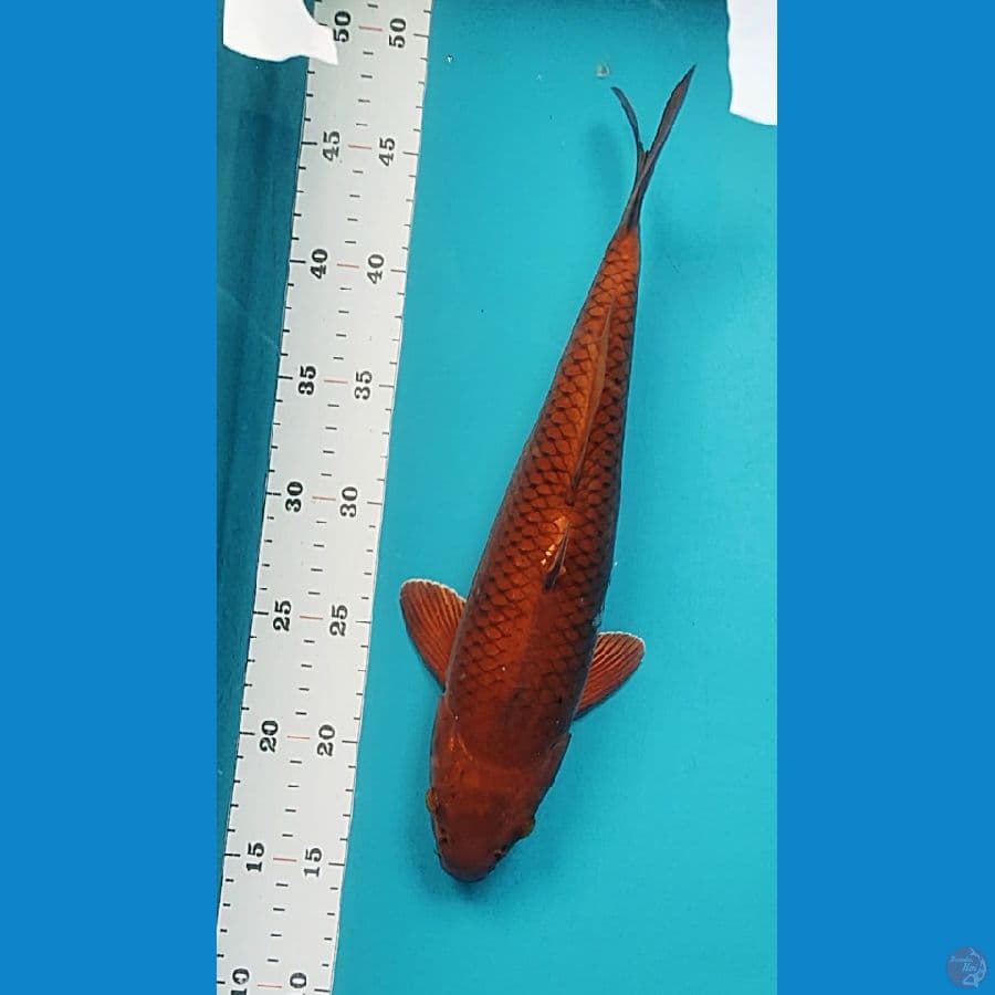 tembaga 33cm male