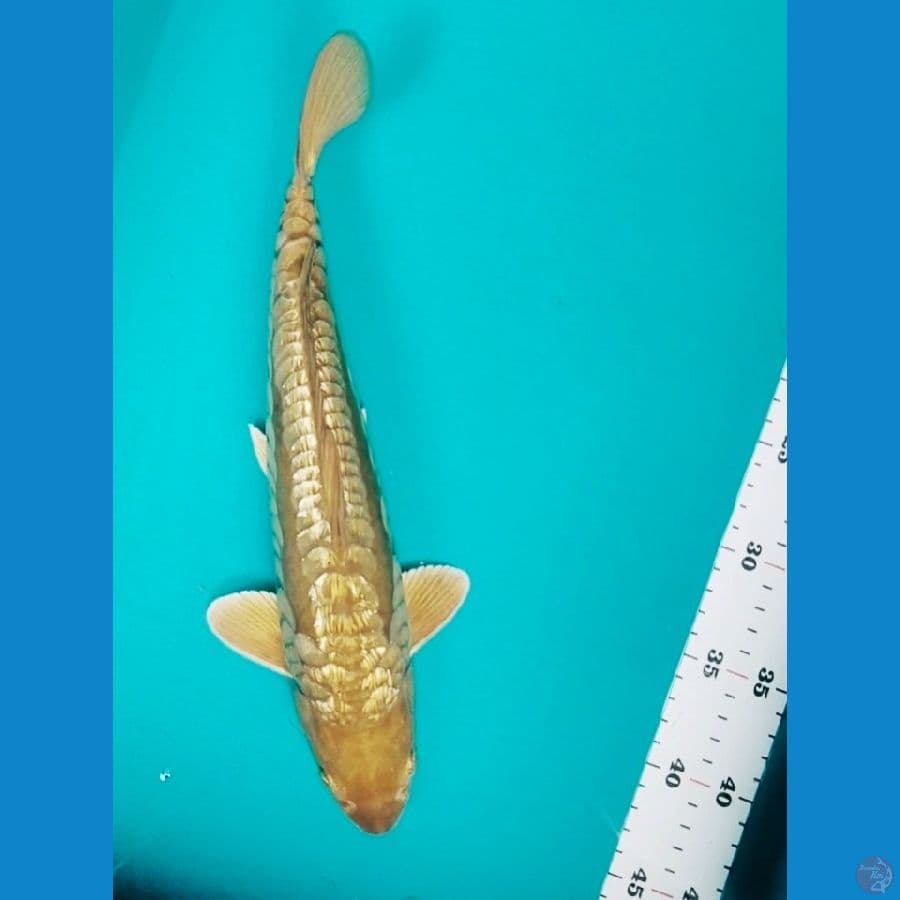 gold dragon 33cm male