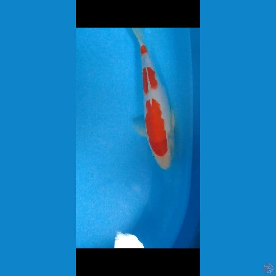 Kohaku