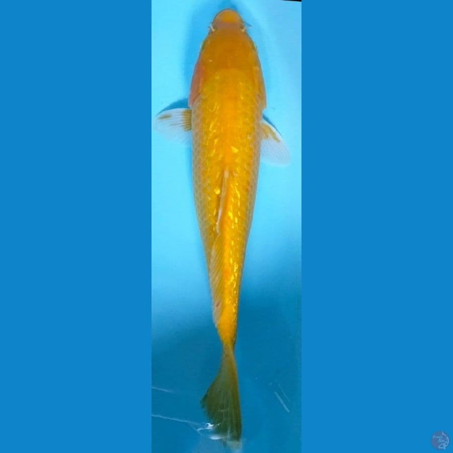 Karashi lemon gindrin 