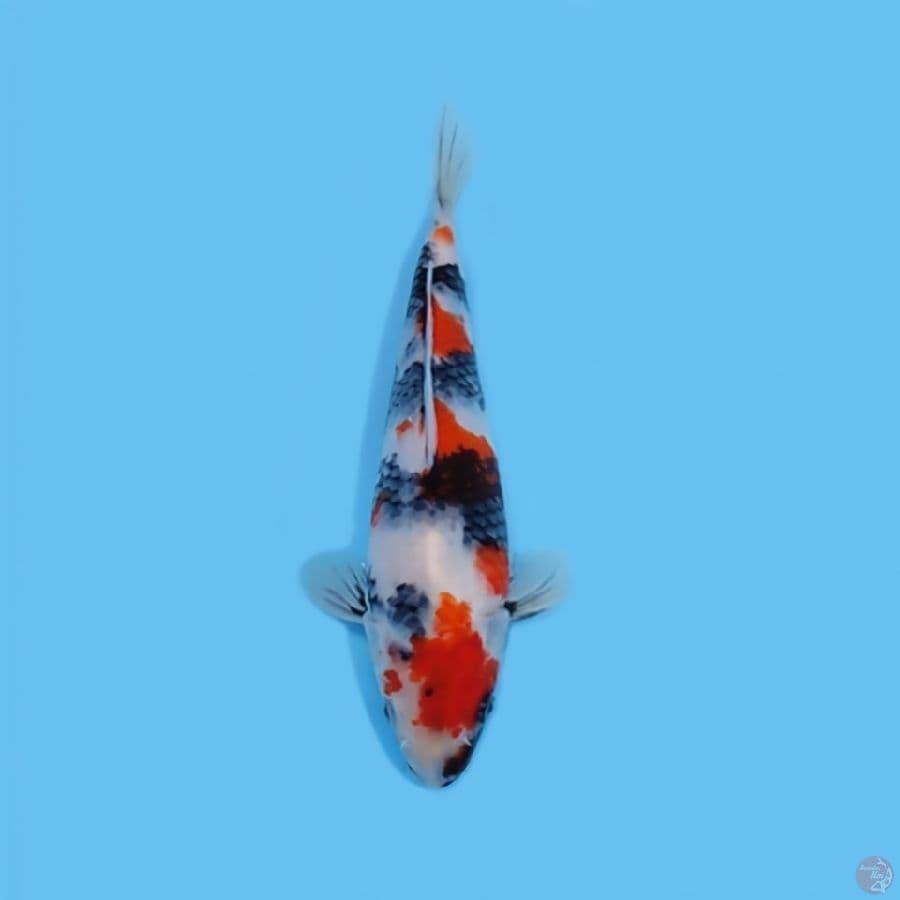 SHOWA HQ 25 CM - FEEMALE 