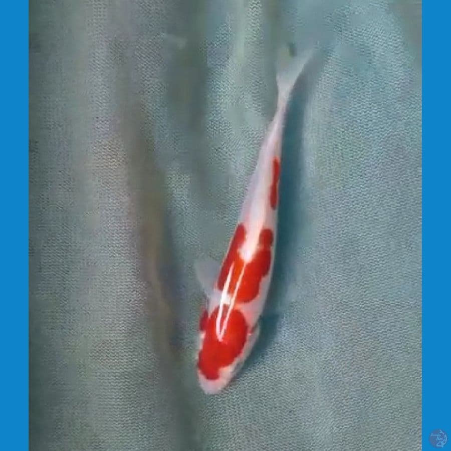 ~1~ Kohaku Doit murnii 12cm