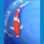 kohaku 41 cm
