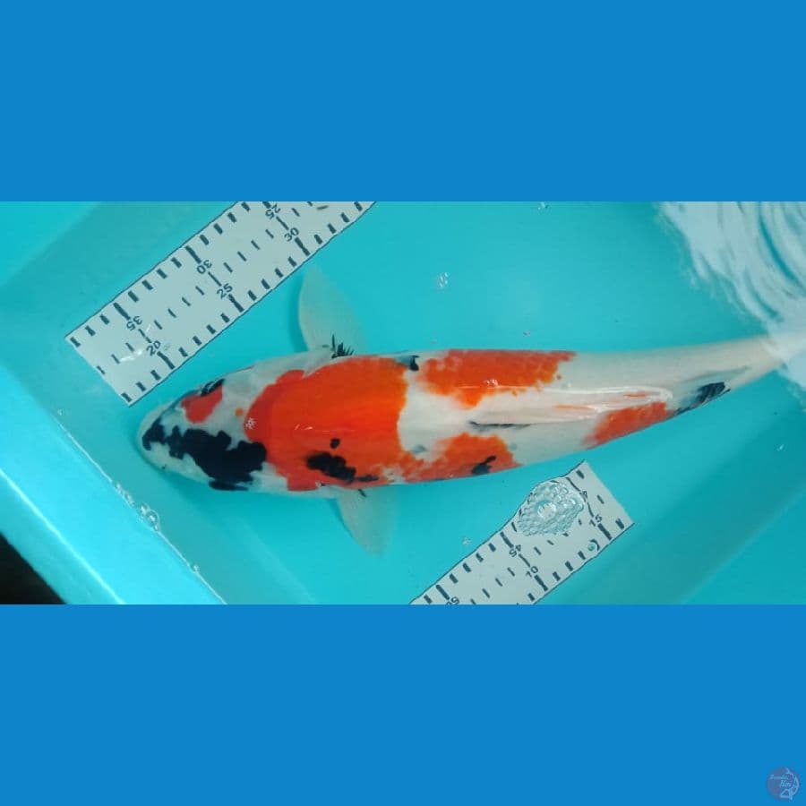 showa