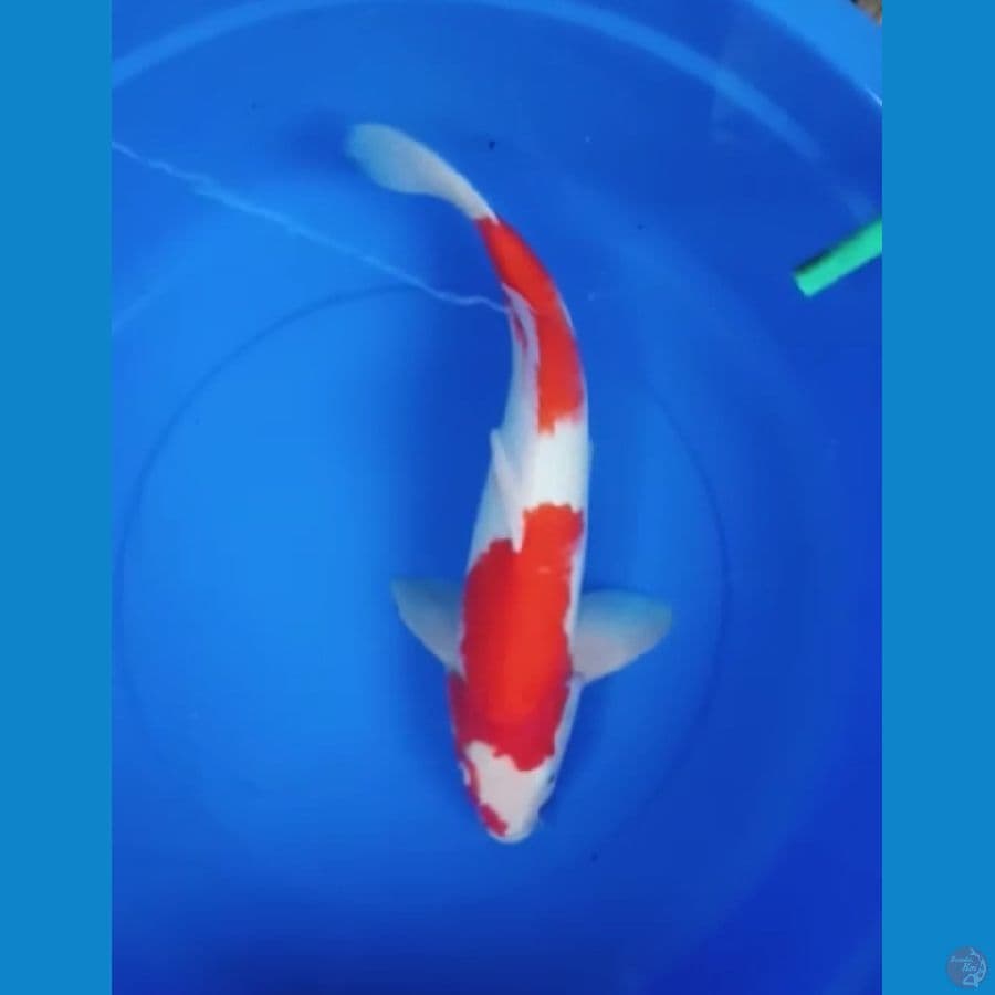 kohaku m 49 cm