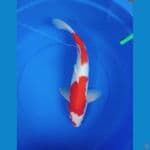 kohaku m 49 cm
