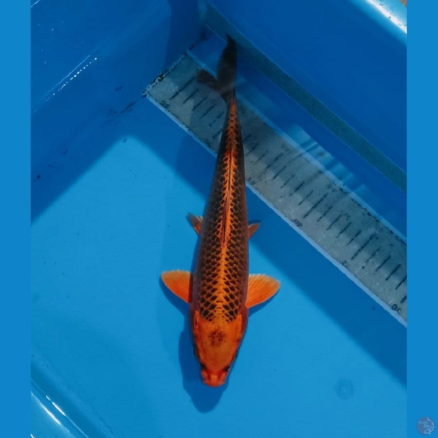 matsuba jaring jozz 30bu