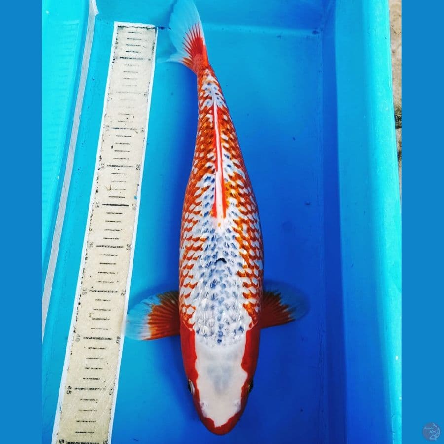50cm koleksi langka ginrin asagi kanoko 