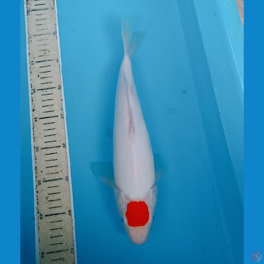 Tancho kohaku boddy jozz 35cm