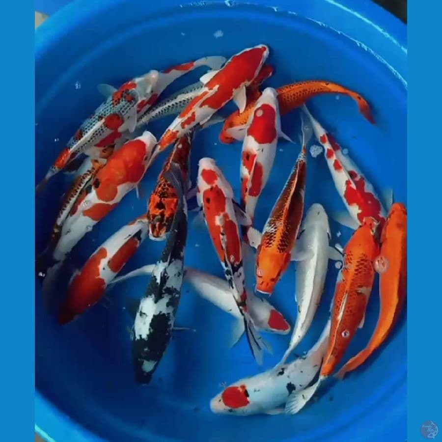 20ekor mix jozz size 30bu berbagai macam jenis 