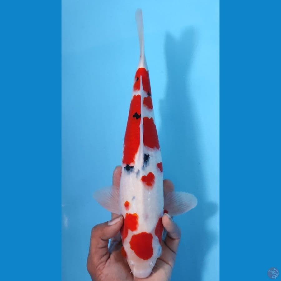 SANKE HQ ~35CM/MALE~