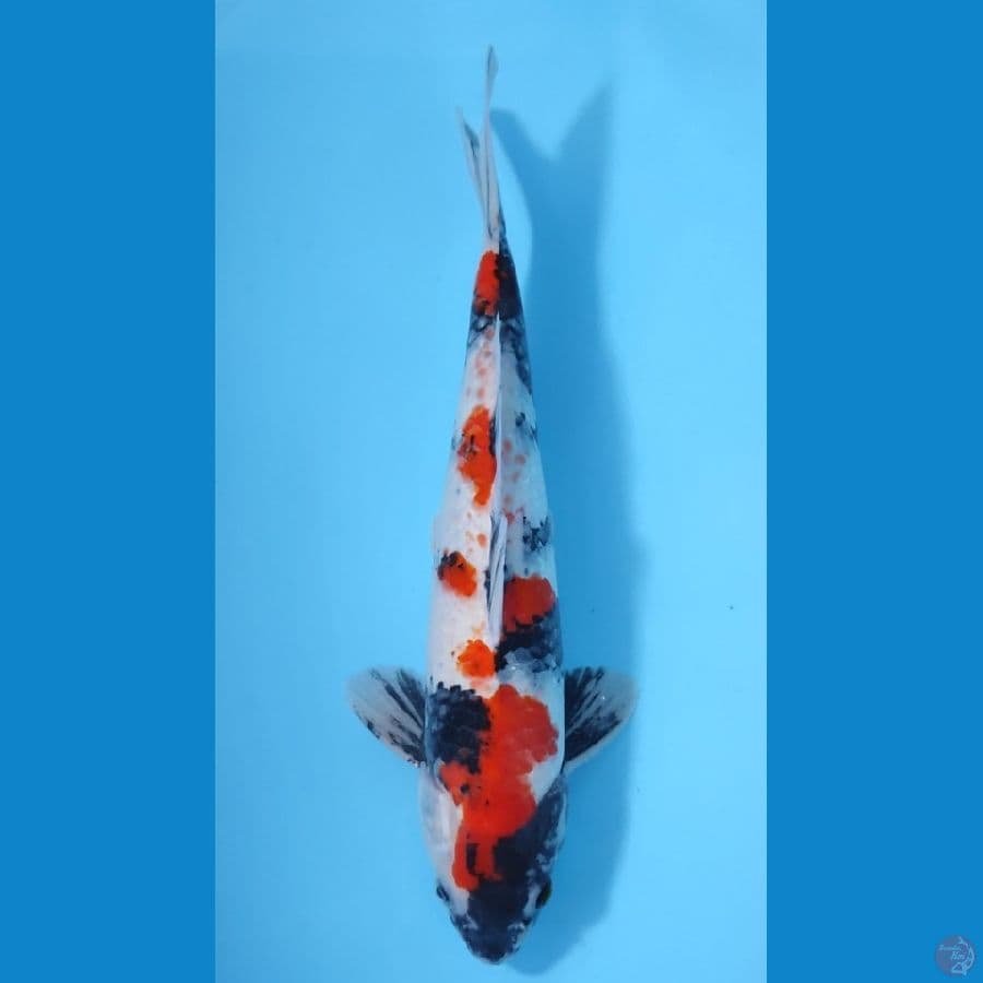 SHOWA BAKAT JUMBO ~43cm/male~