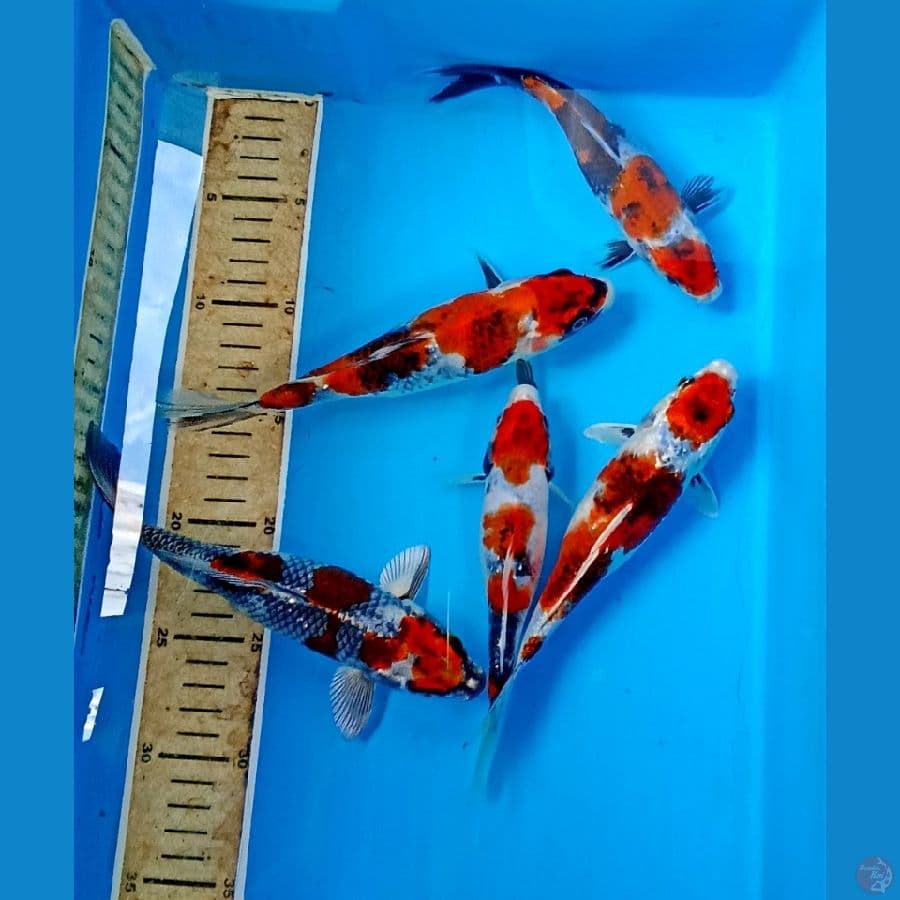mix showa 15/22cm