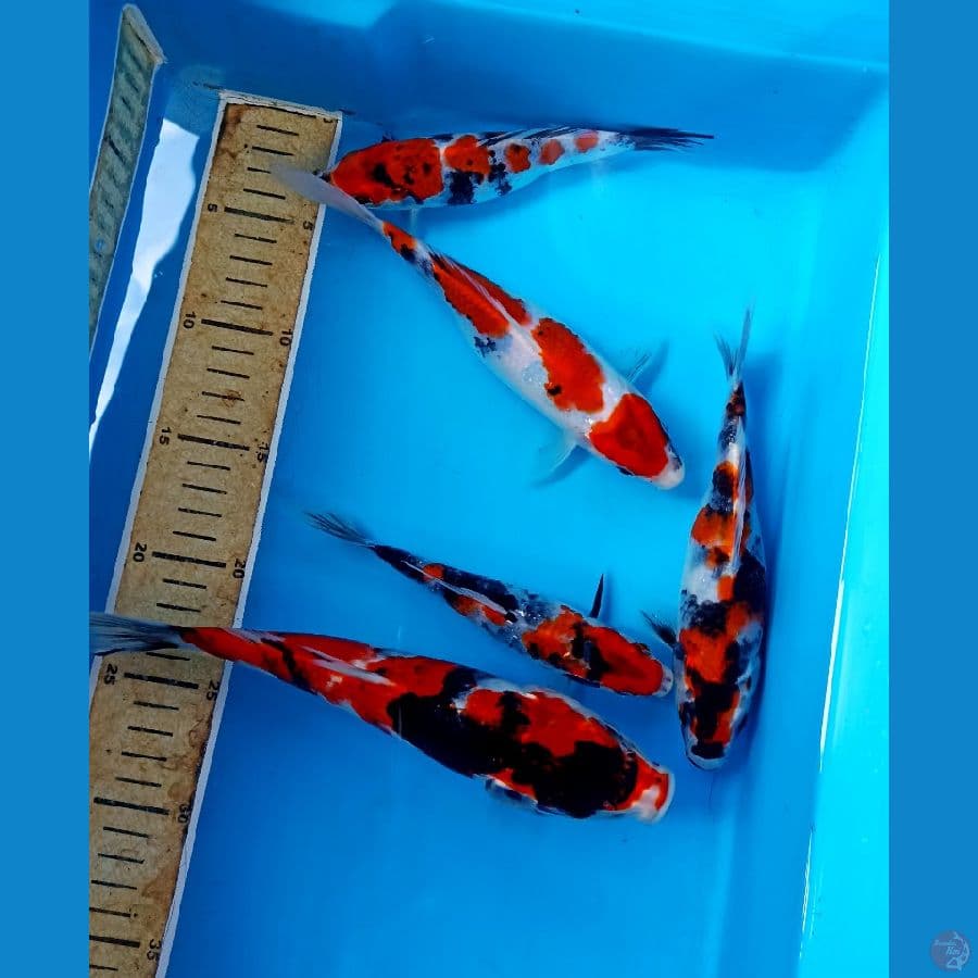 mix 16/25cm
