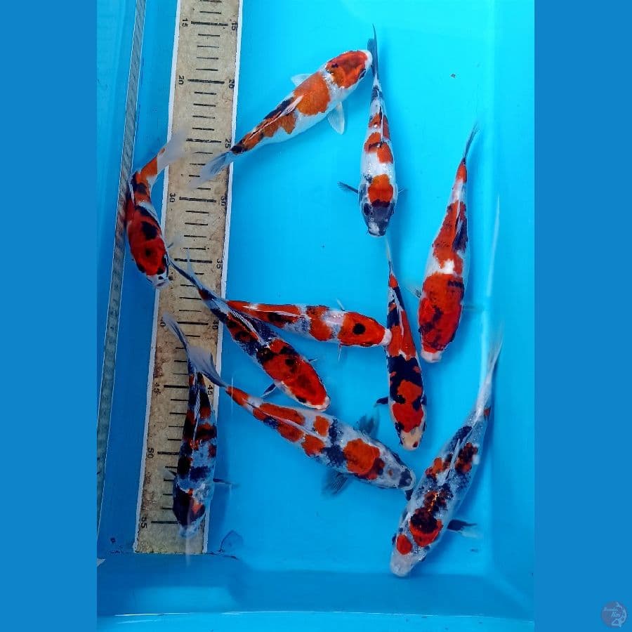 paket 10 ekor 16/22cm