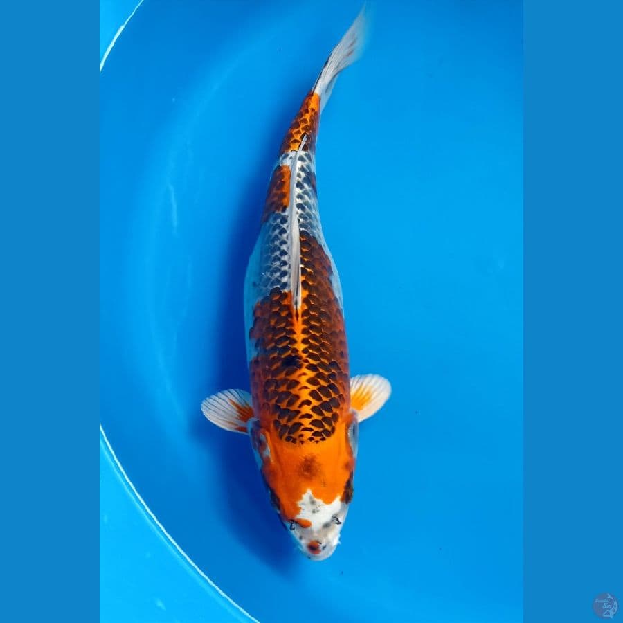 kujaku 35cm