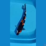 Showa Sanshoku 38cm