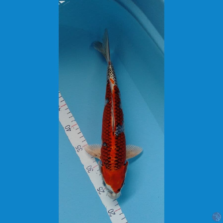 Kujaku original M 35cm