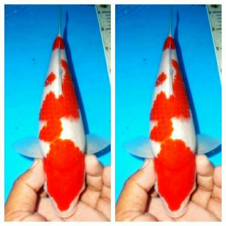 Kohaku f1 bakat jumbo