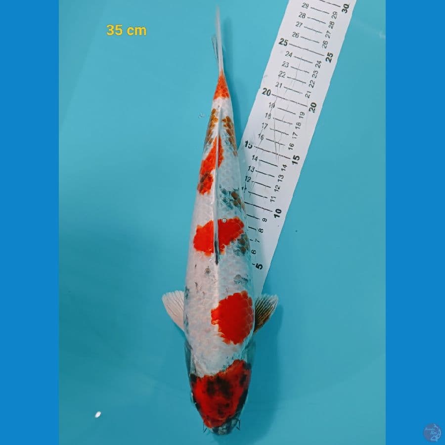 kun showa 35 cm