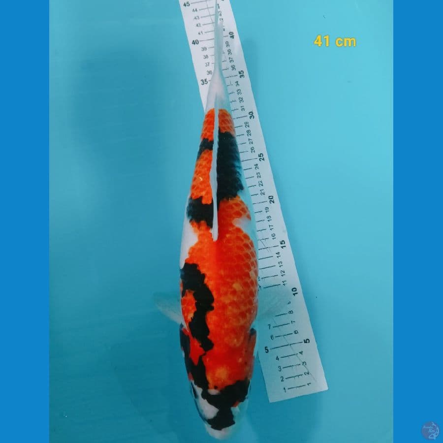 showa 41 cm