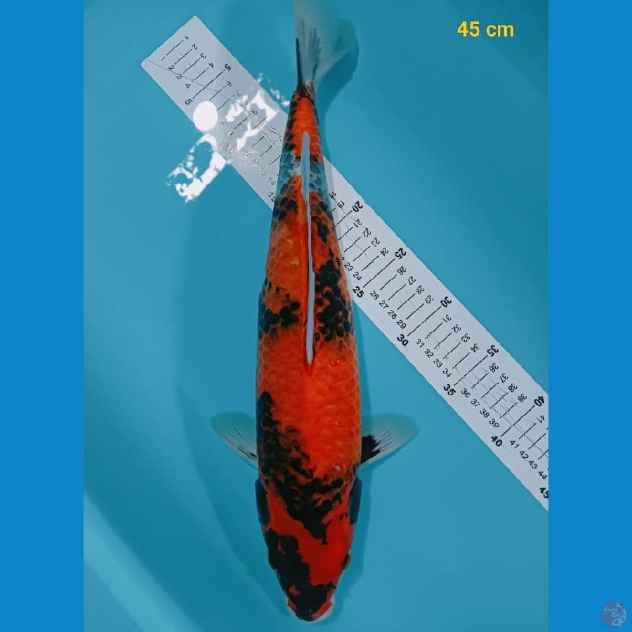 Showa 45 cm