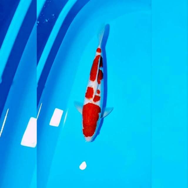 KOHAKU MALE 35CM