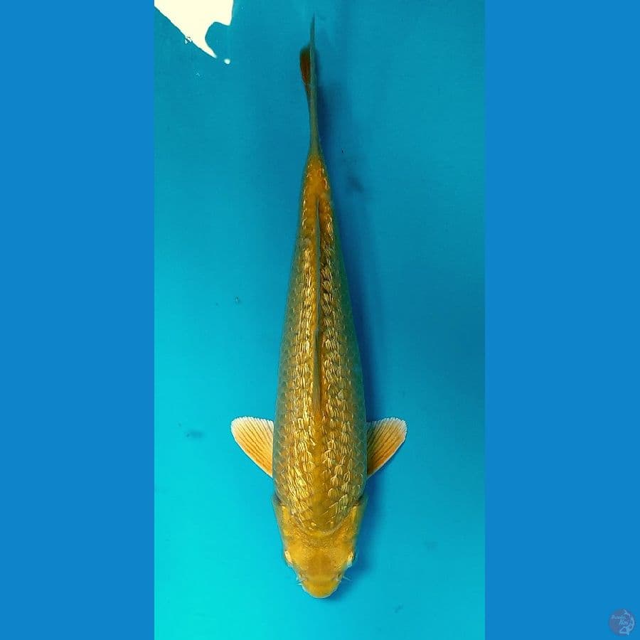 KARASI GINRIN PRODUK BIMA R 28CM